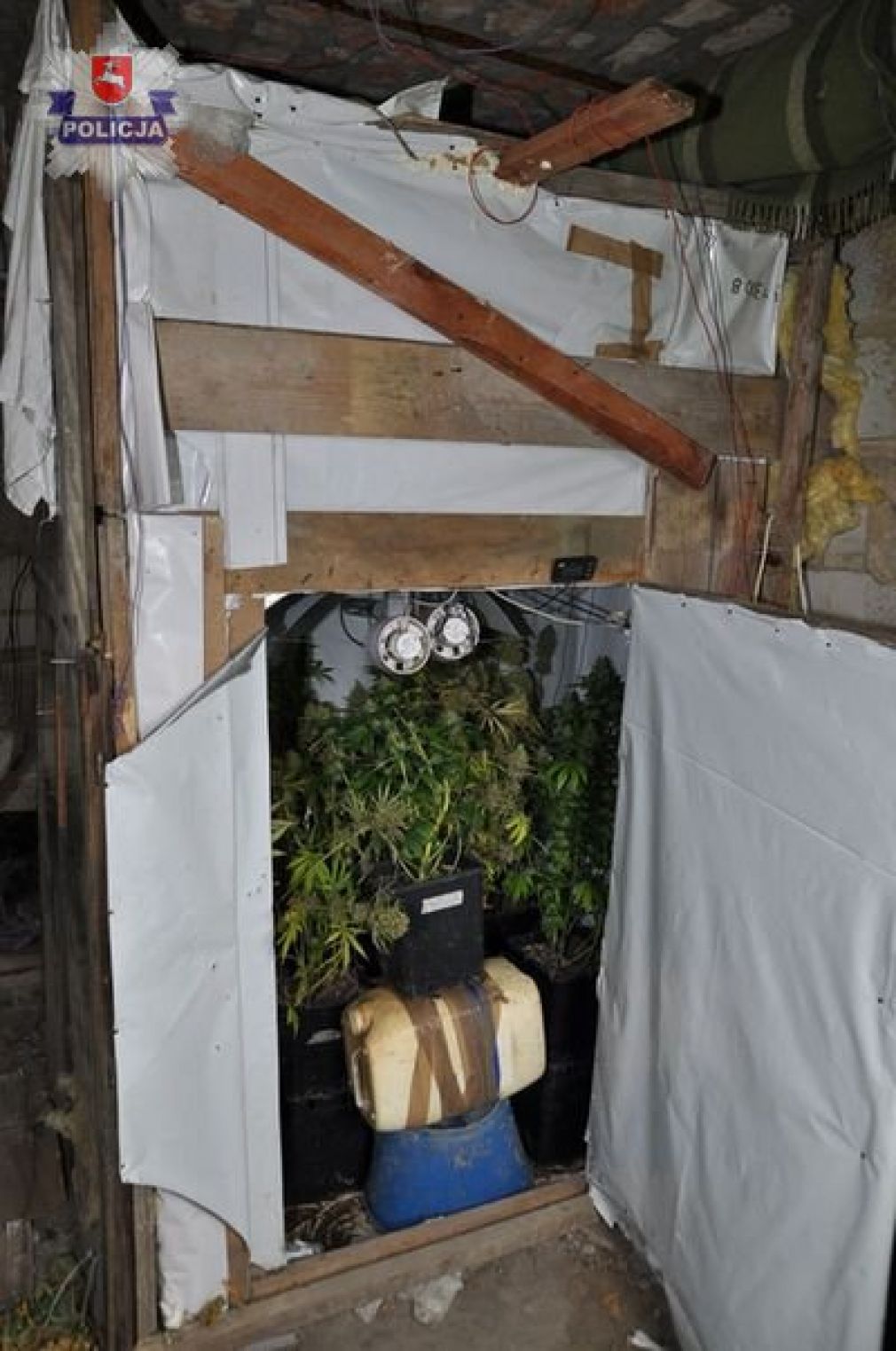 Policjanci zabezpieczyli w specjalnie przygotowanym pomieszczeniu 13 roślin konopi, foto: Policja
