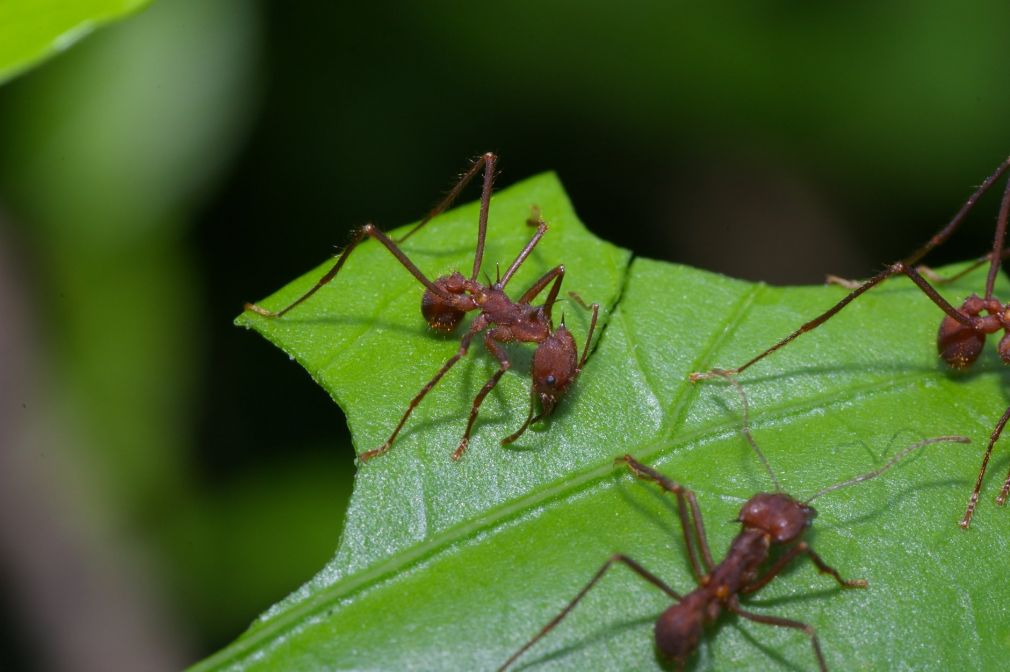 Zdjęcia mrówek z natury pochodzą z prywatnego archiwum Łukasza Sułowskiego, który 10 lat temu podglądał owady na Kostaryce