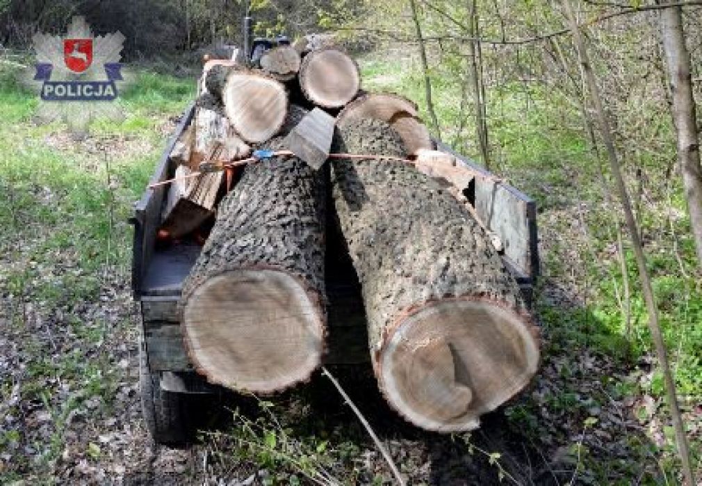 Złodziej wpadł podczas załadunku kradzionego dębu, foto: Policja