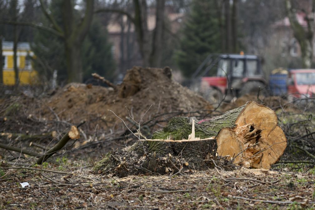 Wycinka drzew po nowemu, fot. Szymon Łyciuk (archiwum, zdjęcie poglądowe)
