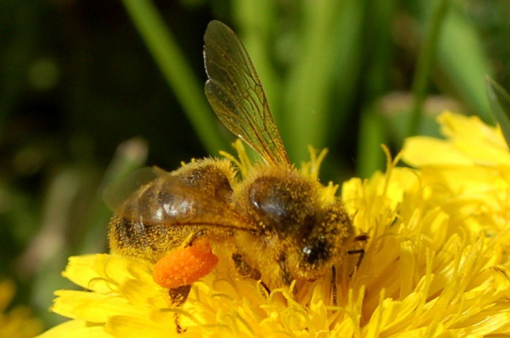 Kradł pszczoły, bo miał słabe roje i chciał je zasilić, foto: archiwum (zdjęcie poglądowe)