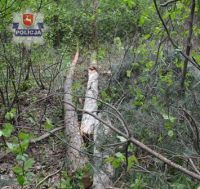 Drzewo złamało się i uderzyło 58 latka w głowę, foto: Policja