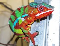 Ubarwiony na czerwono, kameleon lamparci pochodzący z Madagaskaru zamieszkał w zamojskim zoo, fot.Łukasz Sułowski, zoo Zamość(materiał nadesłany)