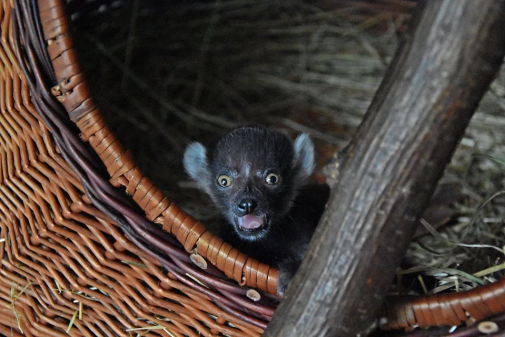 foto: Łukasz Sułowski, zoo Zamość