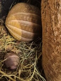 Fot. Iwona Nizioła/ZOO Zamość