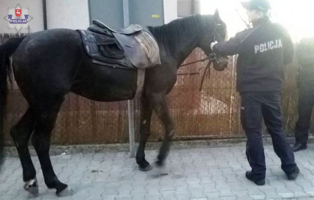 Policja ścigała konie galopujące ulicami Zamościa, foto: Policja