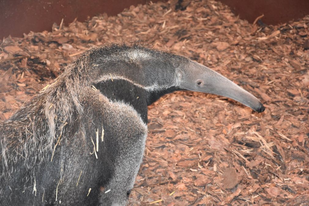 foto: ZOO Zamość