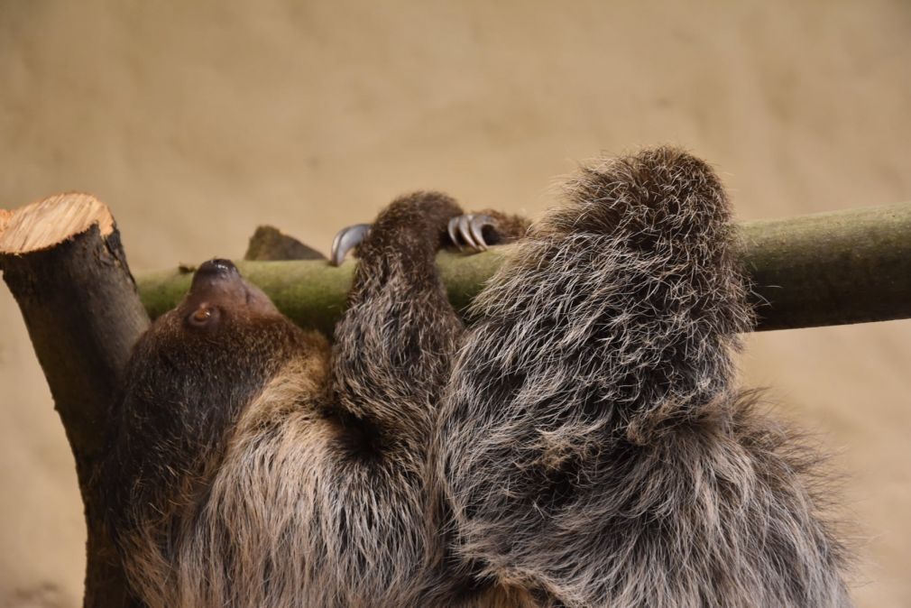 foto: ZOO Zamość