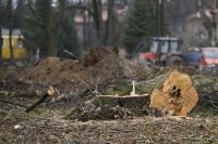 Wycinka drzew po nowemu, fot. Szymon Łyciuk (archiwum, zdjęcie poglądowe)