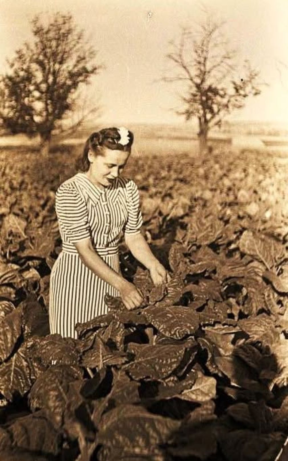 Zdjęcie wykonano prawdopodobnie w 1943 r. w Stanisławce. Widać na nim panią Mięcikowską z Warszawy. Uwagę zwraca jej elegancka, jak na wojenne czasy, sukienka i fryzura. W końcu to Warszawianka! Fot. ze zbiorów Adama Gąsianowskiego