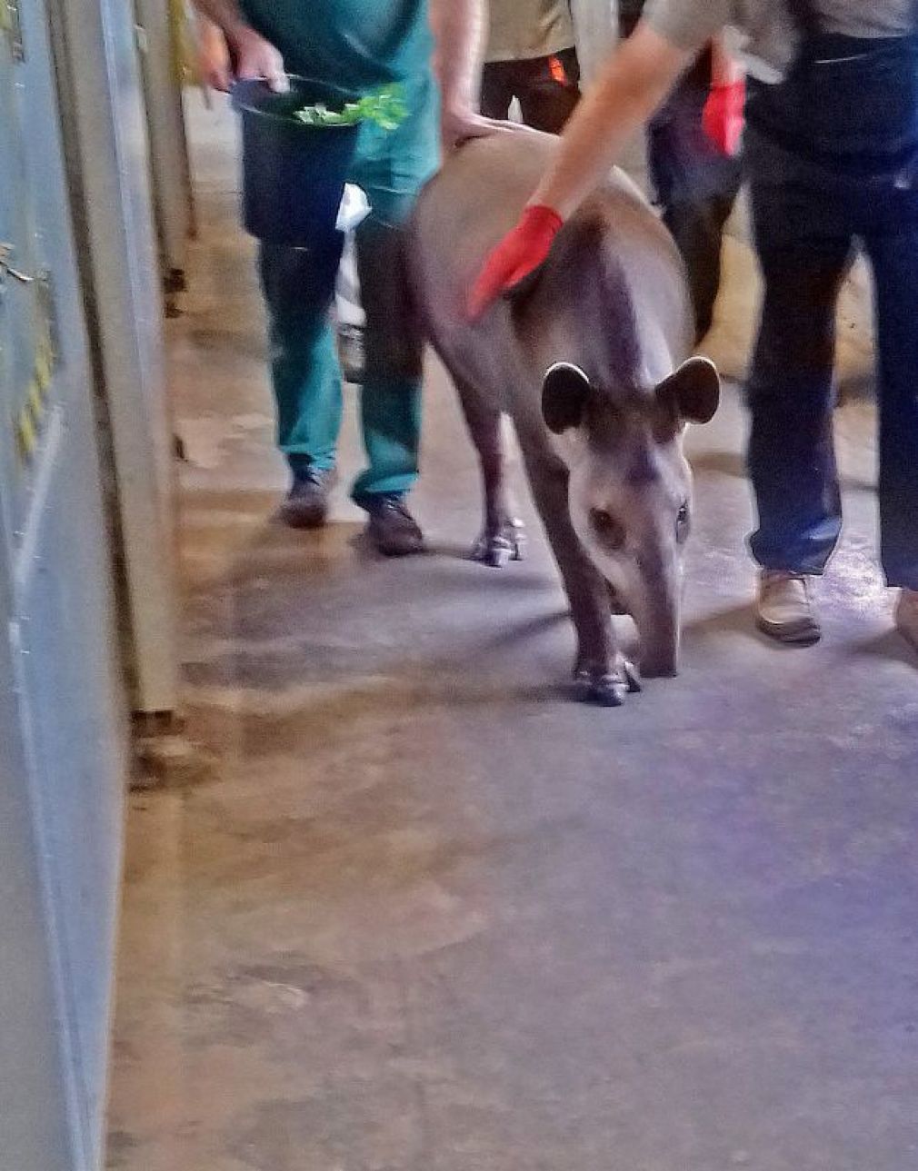 Zwierzak we wrześniu skończy dwa lata, foto: ZOO Zamość
