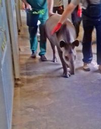 Zwierzak we wrześniu skończy dwa lata, foto: ZOO Zamość